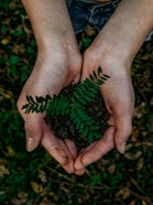 Hands holding dirt with a seedling of a tree