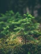 Small coniferous tree in forest