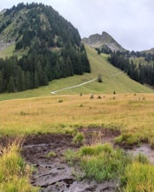 The Mirrenegg raised bog is a habitat for highly specialized animal and plant species.
