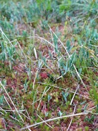 The Mirrenegg raised bog. Its few remaining intact areas harbor many endangered plants, including bog moss (Sphagnum), bog rosemary (Andromeda), sundew (Drosera), und marshberry (Vaccinium)