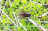 A spider sits on the peat moss in the “Chlepfibeeri” bog.