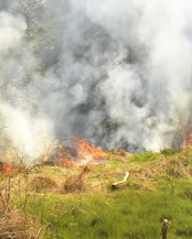 As a result of climate change, the northern side of the Alps is expected to see an increase in large-scale forest fires.