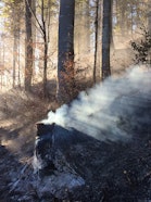 Knowledge about the flammability, fire behavior, and resilience of forest communities on the northern side of the Alps is key to comprehensive forest fire risk management in the Canton of Bern.