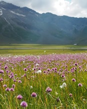 Intact fens, such as that pictured here on Engstligenalp, are important water reservoirs. They are central to protection of biodiversity and the climate.
