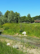 City creek of Burgdorf: Near-natural watercourses and their surroundings are used as “migration routes” by many animals and plants, thus connecting the landscape.