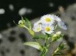 The annual fleabane (Erigeron annuus) is an invasive non-native plant that is spreading rapidly and causes harm particularly on agricultural land and in protected areas.