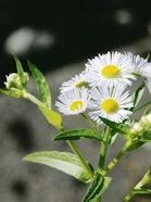 The annual fleabane (Erigeron annuus) is an invasive non-native plant that is spreading rapidly and causes harm particularly on agricultural land and in protected areas.
