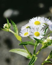 The annual fleabane (Erigeron annuus) is an invasive non-native plant that is spreading rapidly and causes harm particularly on agricultural land and in protected areas.