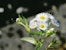 The annual fleabane (Erigeron annuus) is an invasive non-native plant that is spreading rapidly and causes harm particularly on agricultural land and in protected areas.
