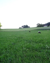 This morainal Molasse hill near Meikirch is typical of the landscape found on the Swiss Plateau in the Canton of Bern. Geology and landform are among the most important factors shaping soils and their properties.