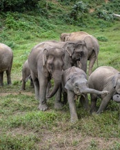 Elephants in Socialization Area in the Elephant Conservation Center, Xayabury, Laos, in December 2018.