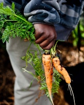 Harvesting carrots, Urban School garden