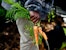 Harvesting carrots, Urban School garden