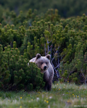 LIFE Bear-Smart Corridors aims to improve conditions for bears and people in critical dispersal corridors in Italy and Greece. The LIFE Bear-Smart Corridors project in Central Apennines, Italy, lead by Rewilding Appenines.