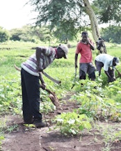 A total of 1,400 native trees were planted in the Gambella region, in Kenya, as part of a collaborative effort to restore the 65-acre wetland.