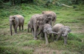 A herd of elephants in the Elephant Conservation Center, Nam Thien provincial protected area, western Laos.