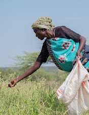 A local woman gathers grass seeds in Naibunga, Kenya, contributing to restoration efforts that revitalize degraded lands and provide new income opportunities.
