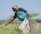 A local woman gathers grass seeds in Naibunga, Kenya, contributing to restoration efforts that revitalize degraded lands and provide new income opportunities.