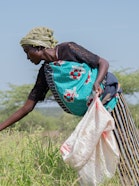 A local woman gathers grass seeds in Naibunga, Kenya, contributing to restoration efforts that revitalize degraded lands and provide new income opportunities.