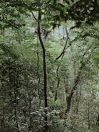 Wyss Academy Dialogue on "The True Value of Forests" held in Maroantsetra, Madagascar, June 2024