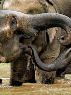 Elephants in the Elephant Conservation Center in Nam Tien, Laos