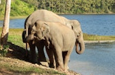 Elephants are drinking water from the Nam Tien Reservoir (23 Jan 2024)