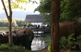 Participants observing mahouts care for elephants at the Elephant Conservation Center.