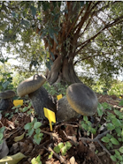 enhance the value of such areas through economic development, by establishing them as a source of new products that do not rely on deforestation: so-called non-timber forest products