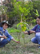 Farmers plant trees, track the growth of the trees, and report the information to tree sponsors.