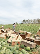 Watermelon farm around the Nam Tien reservoir invested by Chinese investor (24 Jan 2024)