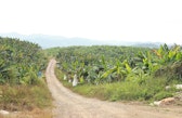 Banana plantation around the Nam Tien reservoir (24 Jan 2024)