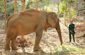 The mahout of ECC feeding the elephant (23 Jan 2024)