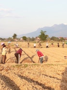 Local farmers preparing soil for soybean cultivation (11 Dec 2023)