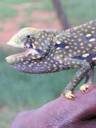 Due to their limited dispersal ability, sensitive and permeable skin, reptiles and amphibians can detect the slightest change in the environment, making them key indicators of environmental health.