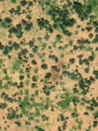 December: an exciting site of an elephant family visiting the semi circular bunds.