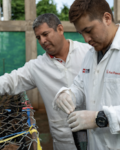 Alejandro Portillo, associate researcher at WA, and Olegario Robles, researcher at CITEProductivo, working on the effectiveness of using mycorrhizae in Amazon nut seedlings.