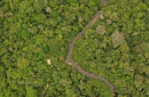 Ruta de la Castaña, Madre De Dios, Peru