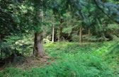 Forest in Emmental, Switzerland, where a Wyss Academy Dialogue on "The True Value of Forests" was held on June 4-5, 2024