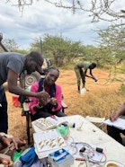 This biodiversity assessment was the first of its kind in the Naibunga Community Conservancy and examined a wide range of taxonomic groups including birds, mammals, reptiles, amphibians, invertebrates, and plants in a restored landscape.