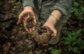 Brazil nuts grow in the wild and are a valuable source of selenium