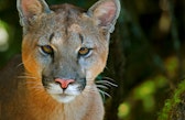 Pumas sind eine von vielen Arten im Tambopata-Nationalreservat; ihr Lebensraum reicht bis nach Bolivien.
