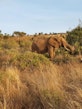 In East Africa, wildlife and herds of livestock share the same resources