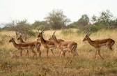 Gazelles in Kenya