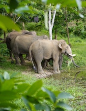 Drei Elefanten stehen am Rand eines Waldteichs im Elephant Conservation Center in Xayabury, Laos.