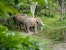 Three elephants standing at the edge of a forest pond at the Elephant Conservation Center in Xayabury, Laos.