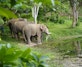 Drei Elefanten stehen am Rand eines Waldteichs im Elephant Conservation Center in Xayabury, Laos.