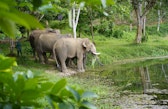 Three elephants standing at the edge of a forest pond at the Elephant Conservation Center in Xayabury, Laos.