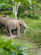 Three elephants standing at the edge of a forest pond at the Elephant Conservation Center in Xayabury, Laos.
