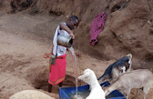Benedict, changemaker from Kenya, feeding goats