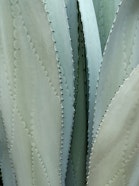 Agave Cactus